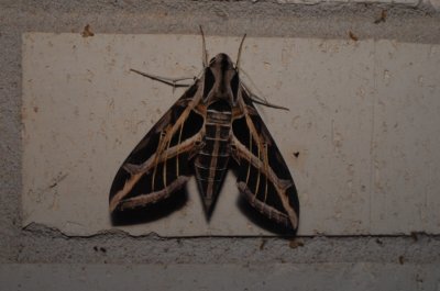 eVINESphinx_2046.jpg