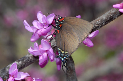 Great Purple Hairstreak