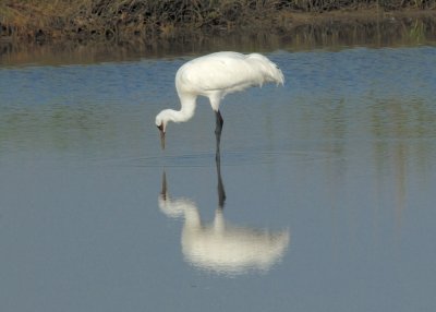 craneHunt_63.jpg
