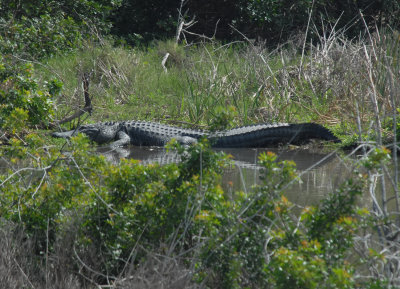 Very Large Alligator