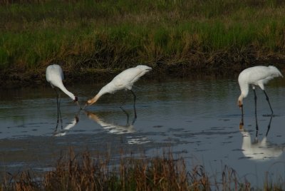 Adult and 2 Juvenile Whooping Cranes  
