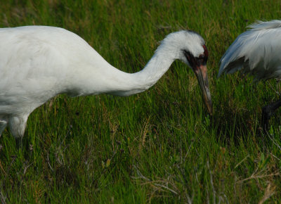 Close Adult Whooping Crane