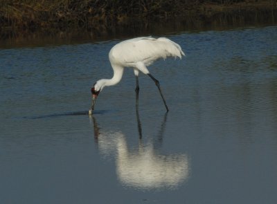 The Whooping Crane starting to eat the crab