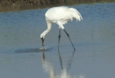 crabCrane51.jpg
