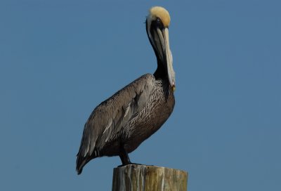 brownPelican_0162.jpg