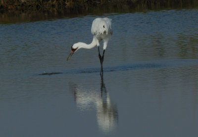Crane tossing the crab