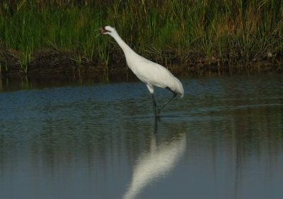 trumpetingAdult_0039.jpg