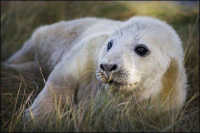 Seal Pup - Donna Nook Bombing Range