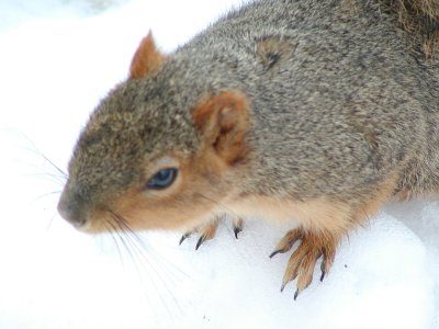 Cleveland squirrel