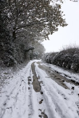 Snowy Lane