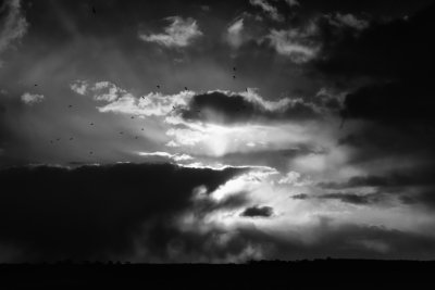 Birds Heading Home to Roost in Mono