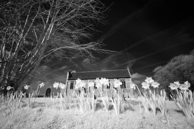 White Daffs