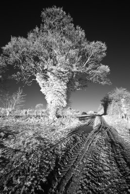 Looks like Frost!