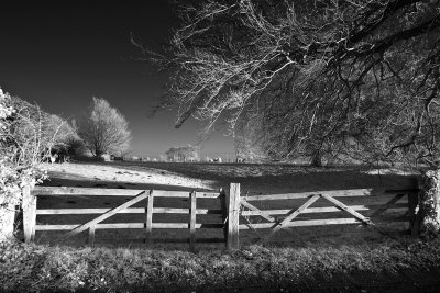 Winter Paddock