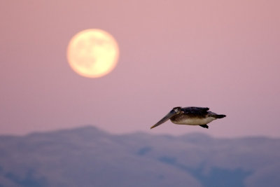 Brown Pelican and Hunter's Moon