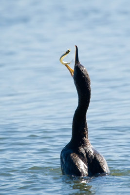 Double-crested Cormorant tossing fish