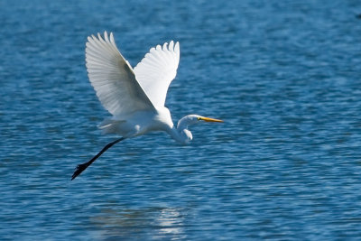 Great Egret