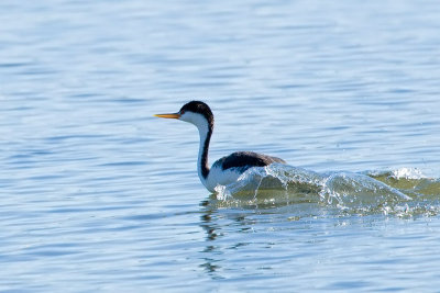 Clark's Grebe running