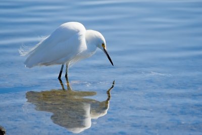 Snowy Egret