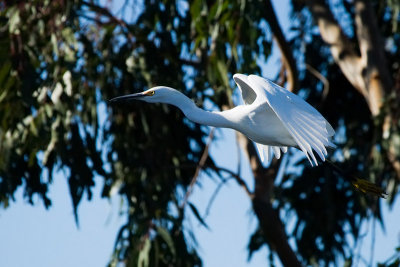 Great Egret