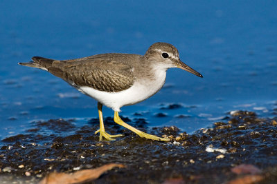 Spotted Sandpiper