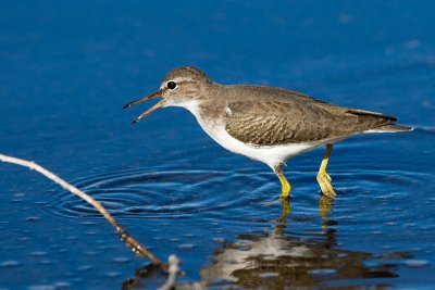 Spotted Sandpiper