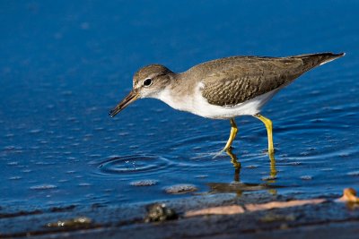 Spotted Sandpiper