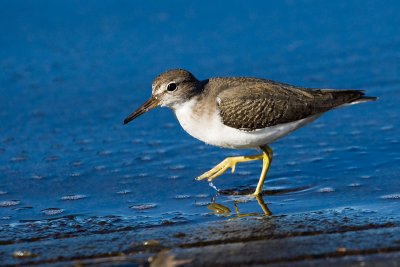 Spotted Sandpiper