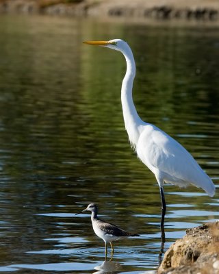 Great Egret and Greater Yellowlegs