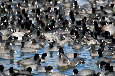 American Coots