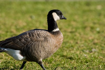 Cackling Goose