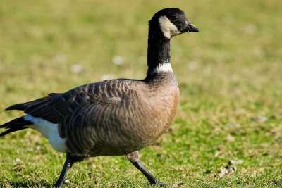 Cackling Goose
