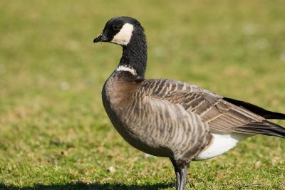 Cackling Goose