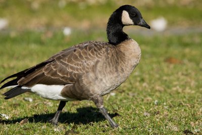 Cackling Goose