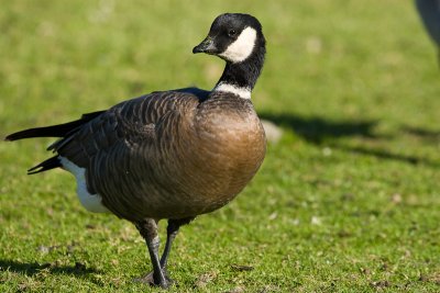 Cackling Goose