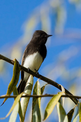 Black Phoebe