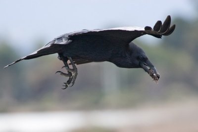 Common Raven with prey