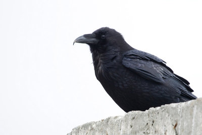 Common Raven