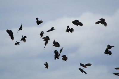 Red-winged Blackbirds landing