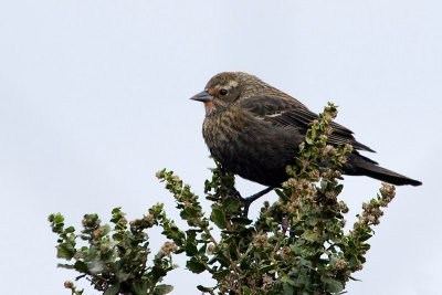 Red-winged Blackbird