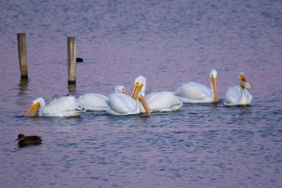 Six Pelicans