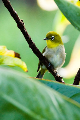 Japanese White-Eye