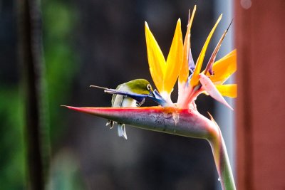 Japanese White-Eye