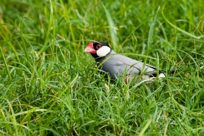 Java Sparrow