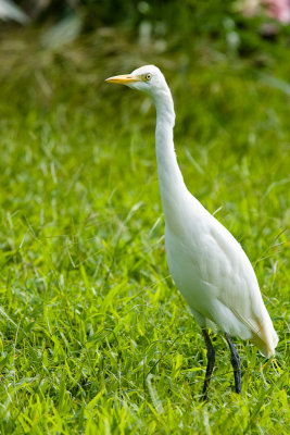 Cattle Egret