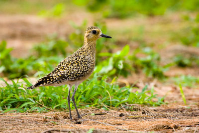 Pacific Golden-Plover