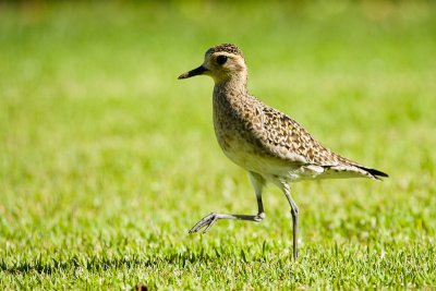 Pacific Golden-Plover