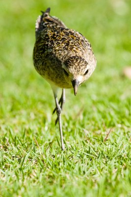 Pacific Golden-Plover