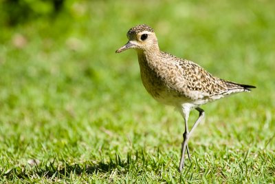 Pacific Golden-Plover