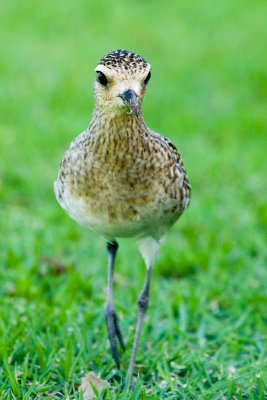 Pacific Golden-Plover
